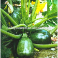 MSQ09 Tuobi dunkelgrüne runde hybride Zucchinisamenfirma